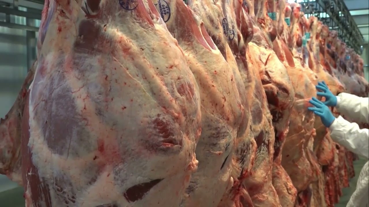 Mercado do boi gordo atravessa fase de valorização e deve seguir firme no Brasil