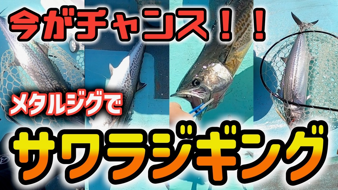 【ライトジギング】今がチャンス！！メタルジグで狙うサワラジギング！！【パックロッド】