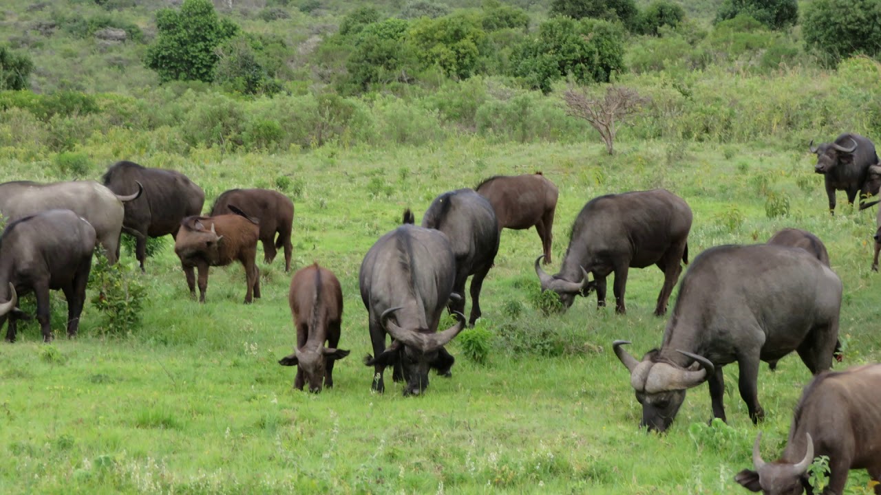 Exotic Plants in Tanzania