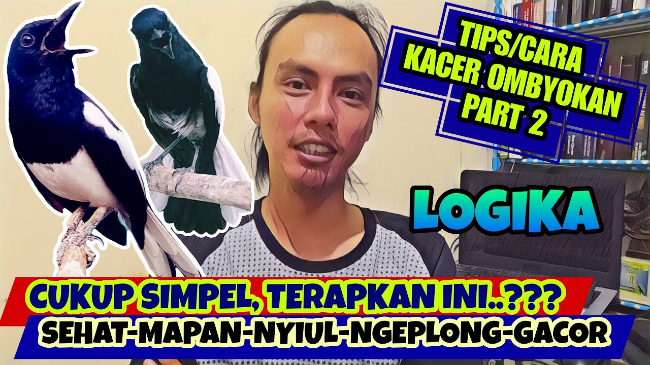 PART 2, BEGINI CARA MERAWAT KACER BAHAN OMBYOKAN AGAR CEPAT GACOR