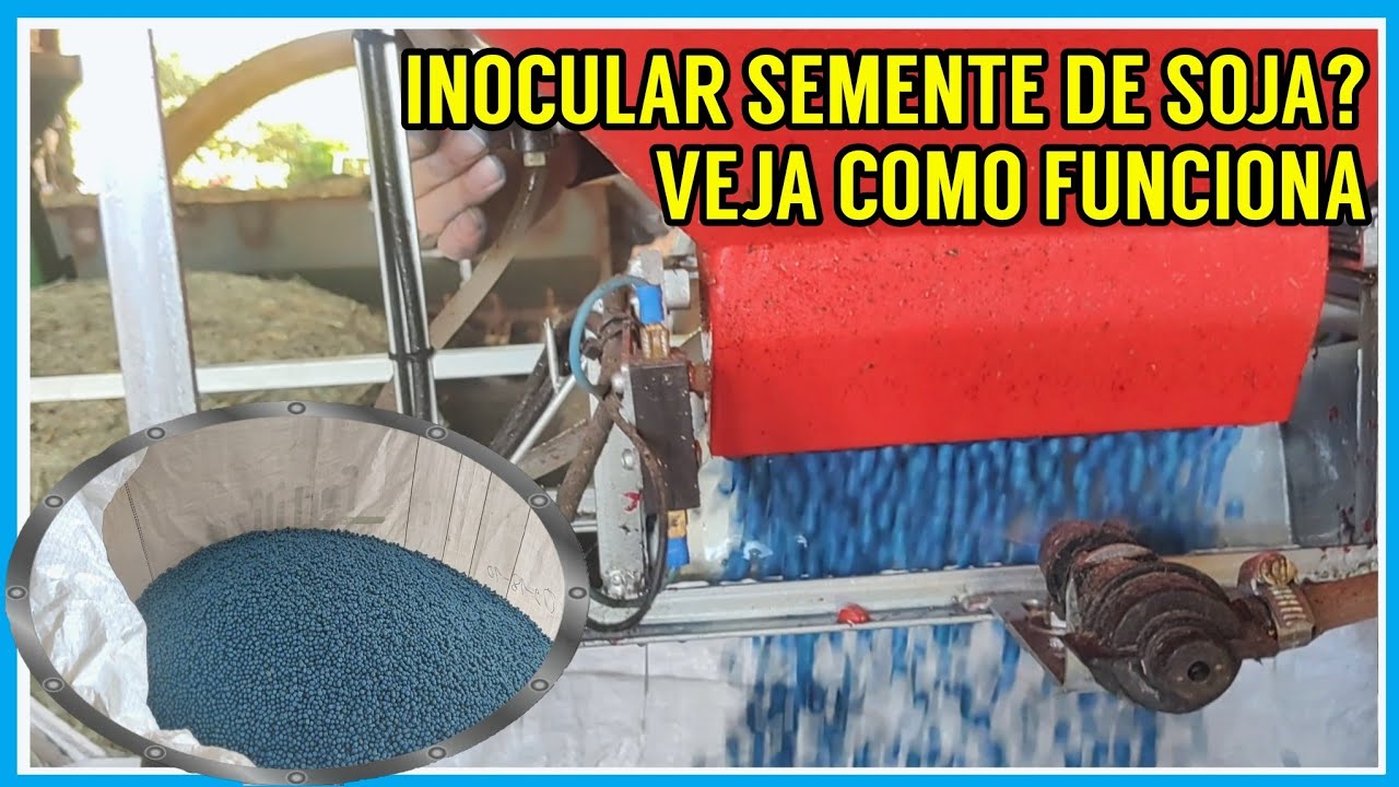 Inoculando semente de SOJA (veja como funciona)