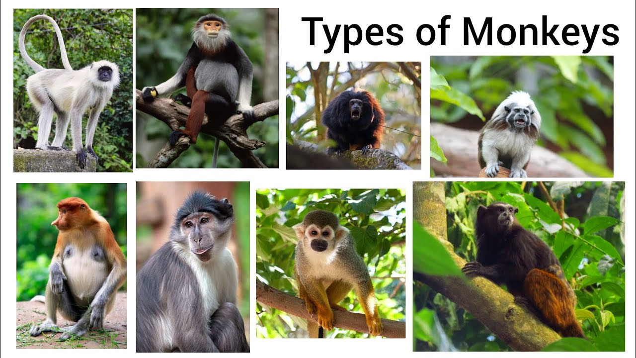Monkey Name | Types Of Monkey's | बंदर का नाम | Monkey With pictures | Easy English Learning Process
