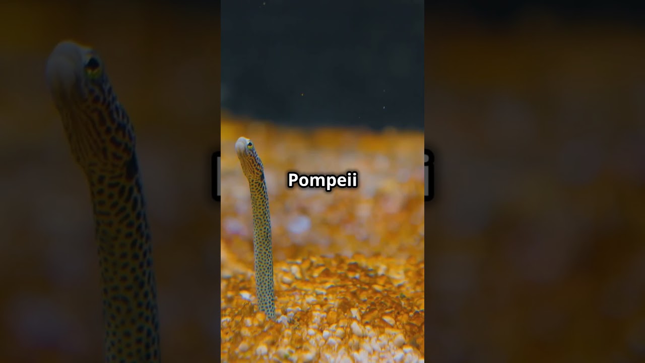 5 Animals That Survive the World&rsquo;s Most Extreme Conditions!  #factual #facts #animalfacts