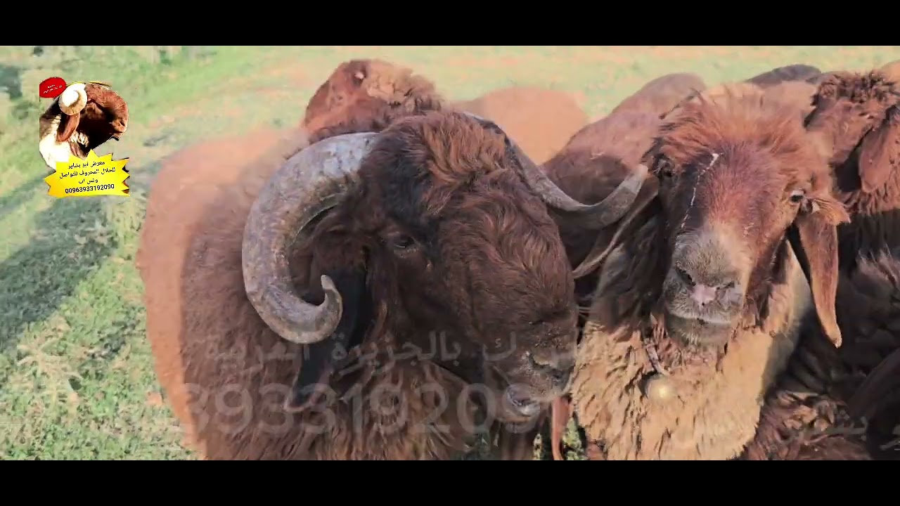 تبارك الله أحسن خلقه فحل اساسي حركي من النوادر للبيع صافي دم والدليل انتم حكم وأهل خبرة للبيع 