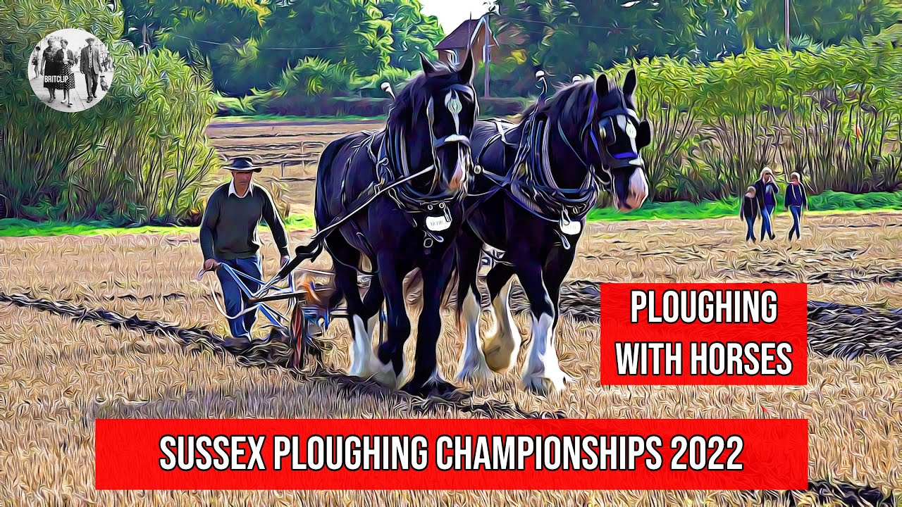 Ploughing with horses at the Sussex Ploughing Championships - #farming #ploughing