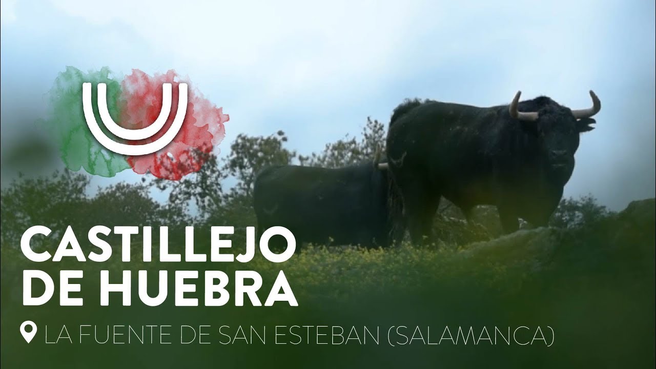 Así viven los NOVILLOS  de CASTILLEJO DE HUEBRA para la GRAN FINAL