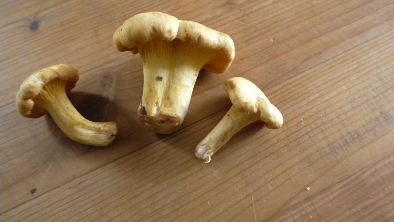 Nagerlsterz (Eierschwammerlsterz, Pfifferlingesterz)