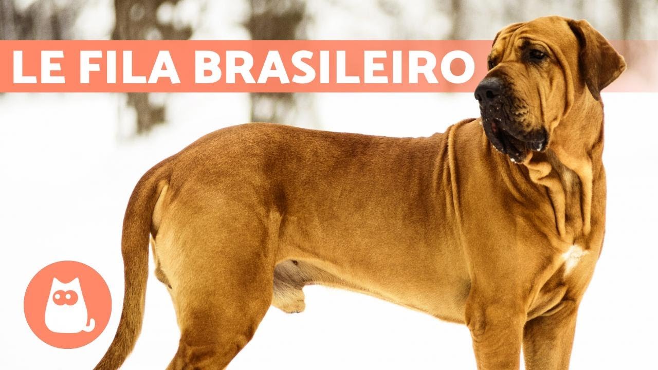 FILA BRASILEIRO 🔥 Caractère, soins, éducation