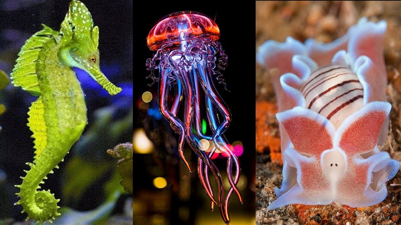 10 Most Beautiful Deep Sea Creatures in the World