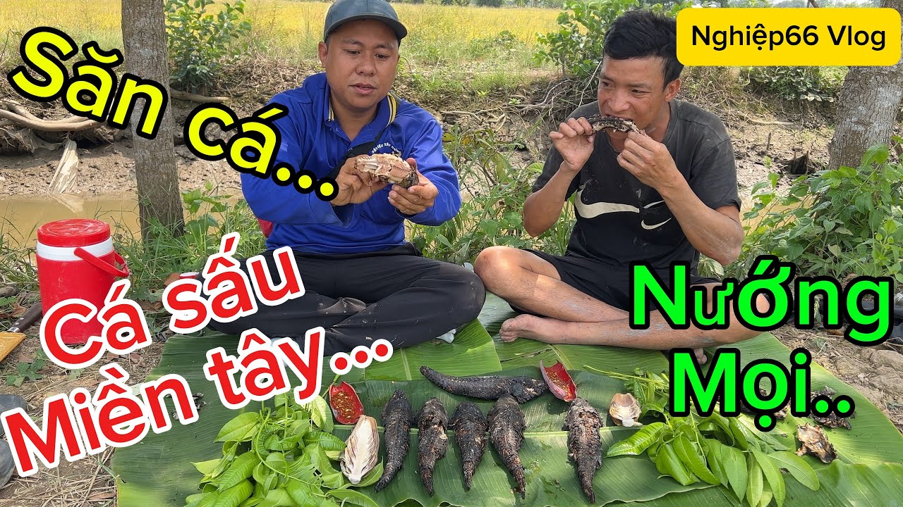 Đi săn cá dín cá Lóc Siêu To, cá Sấu Miền Tây./. Trãi nghiệm nướng ăn ngoài đồng ruộng.#food #sanbat
