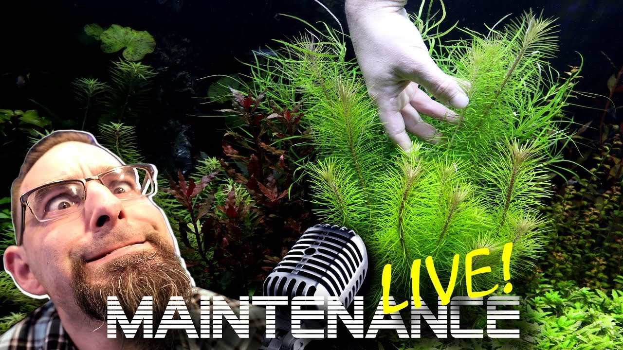 Aquarium Plant Trimming. Ep. 820