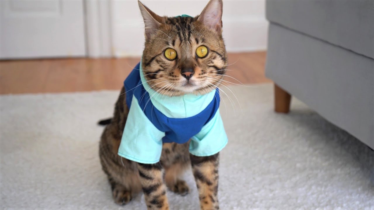 How I Make a Hoodie for Jango [Making Cat Clothing]