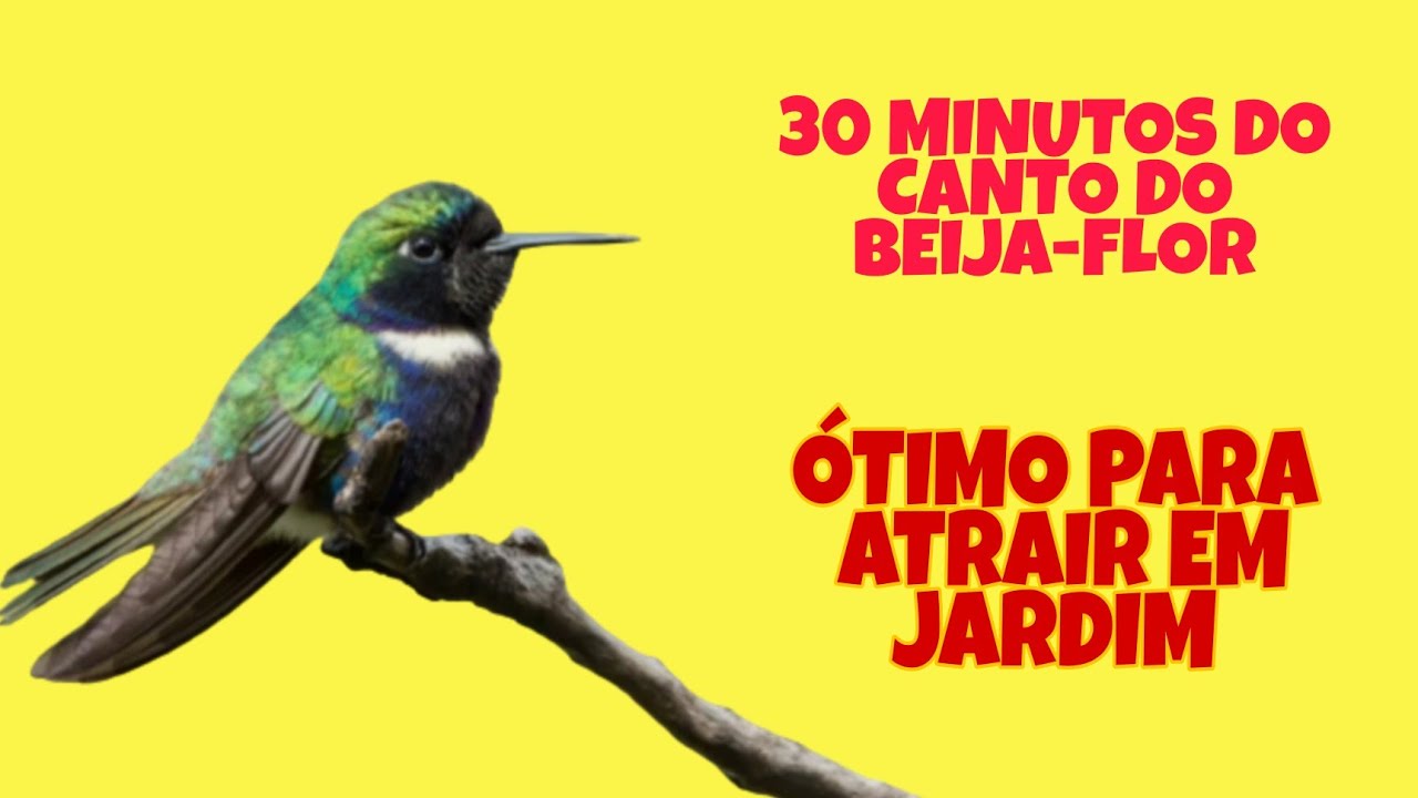 30 MINUTOS DO CANTO DO BEIJA-FLOR - ÓTIMO PARA ATRAIR EM JARDIM