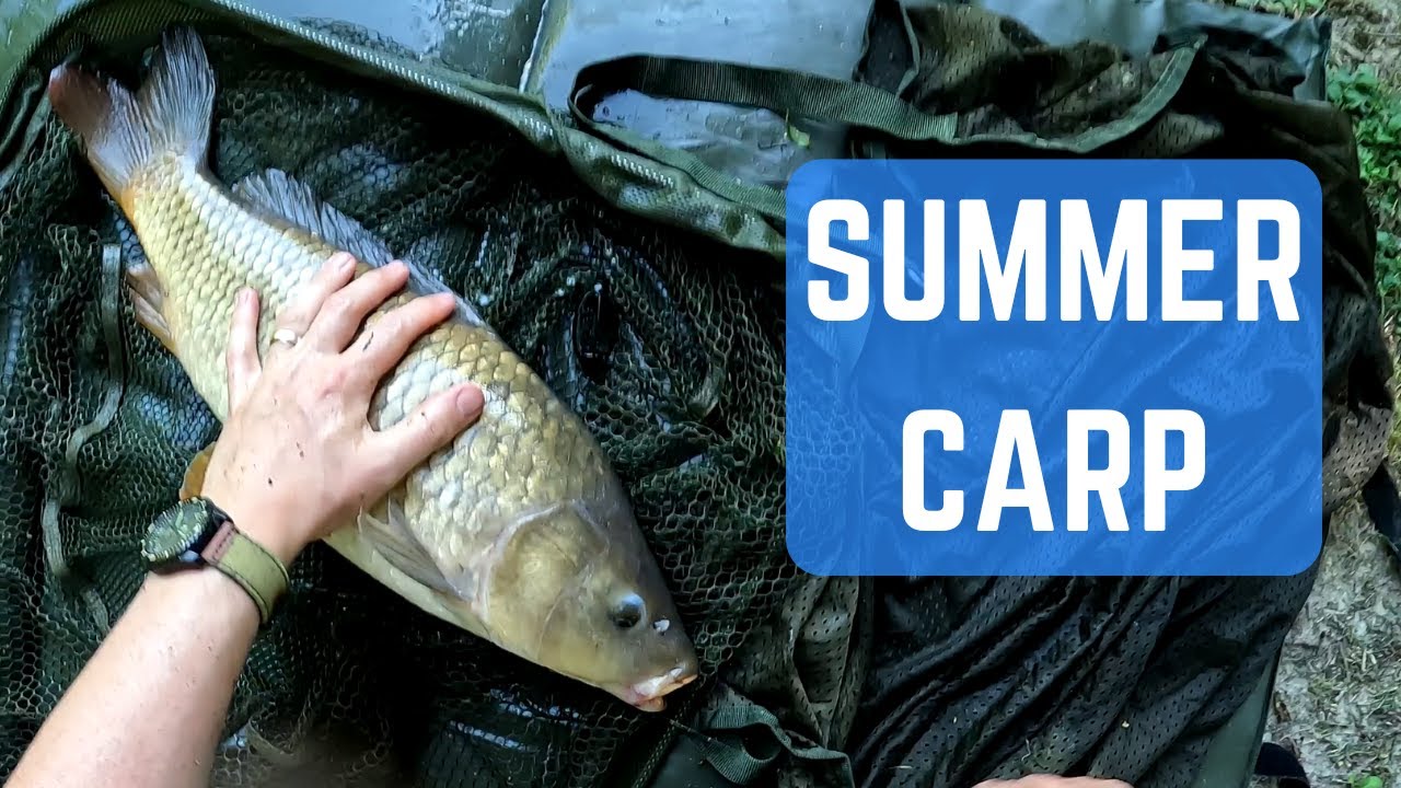 Fishing for Carp In Summer Heatwave