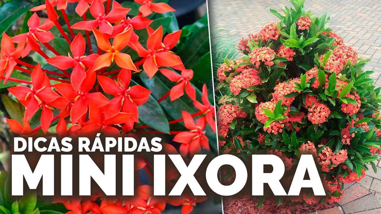 Como Cultivar Mini Ixora | Nô Figueiredo