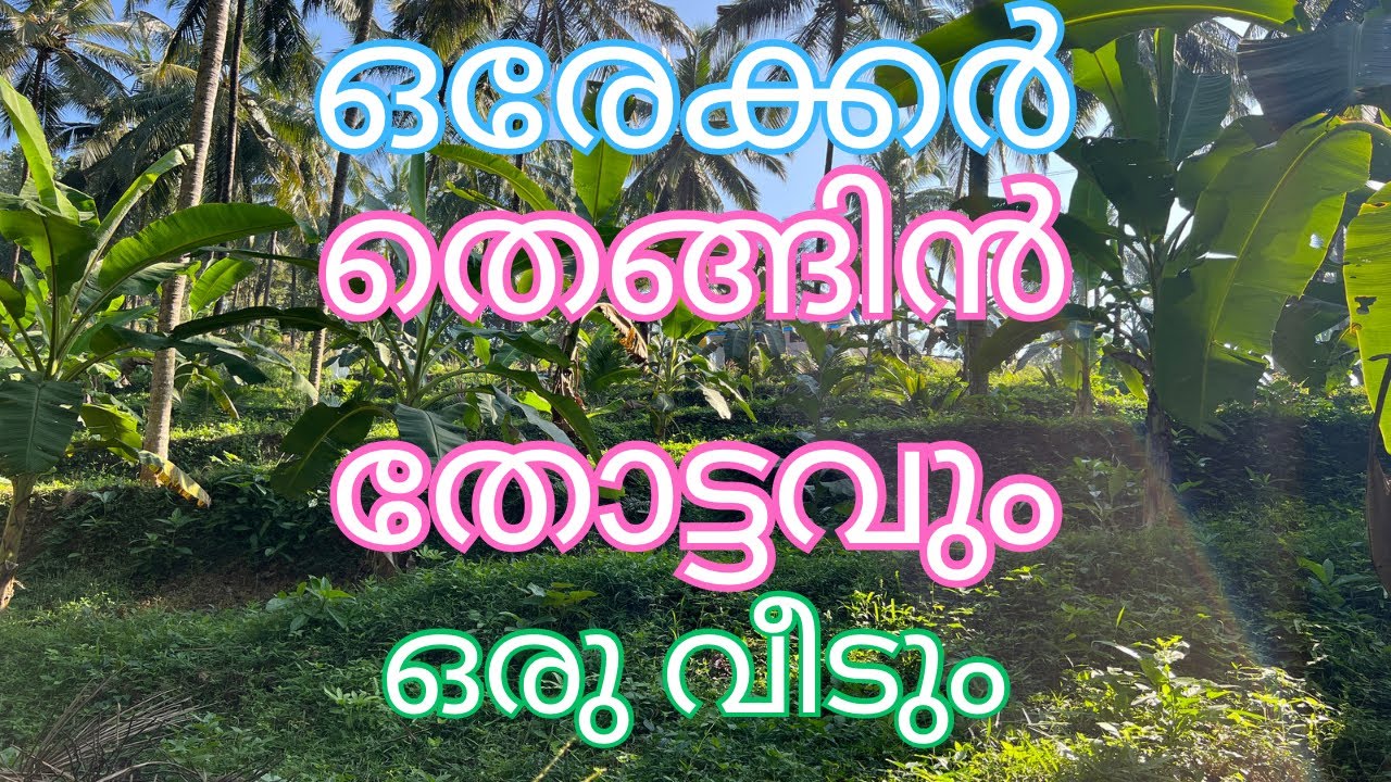 ഒരേക്കർ തെങ്ങിൻതോട്ടവും ഒരുകൊച്ചു വീടും