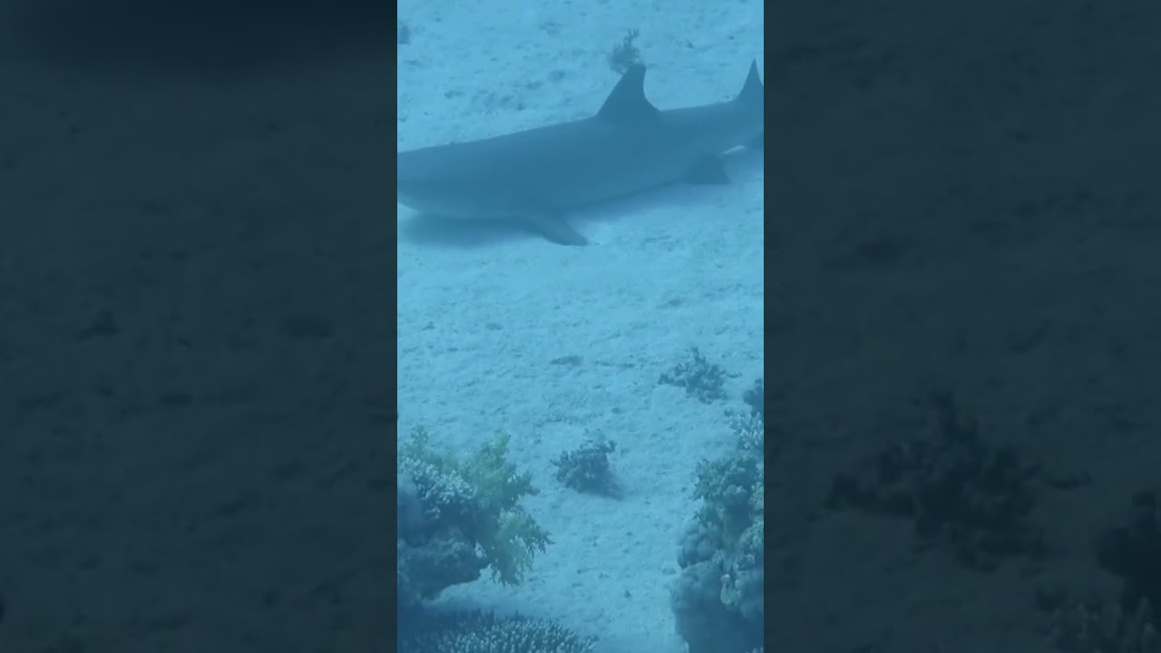 #egypt #sharmelsheikh #diving #rasmohamed #sharks #funny #elmariana #maldives # @eXtranews