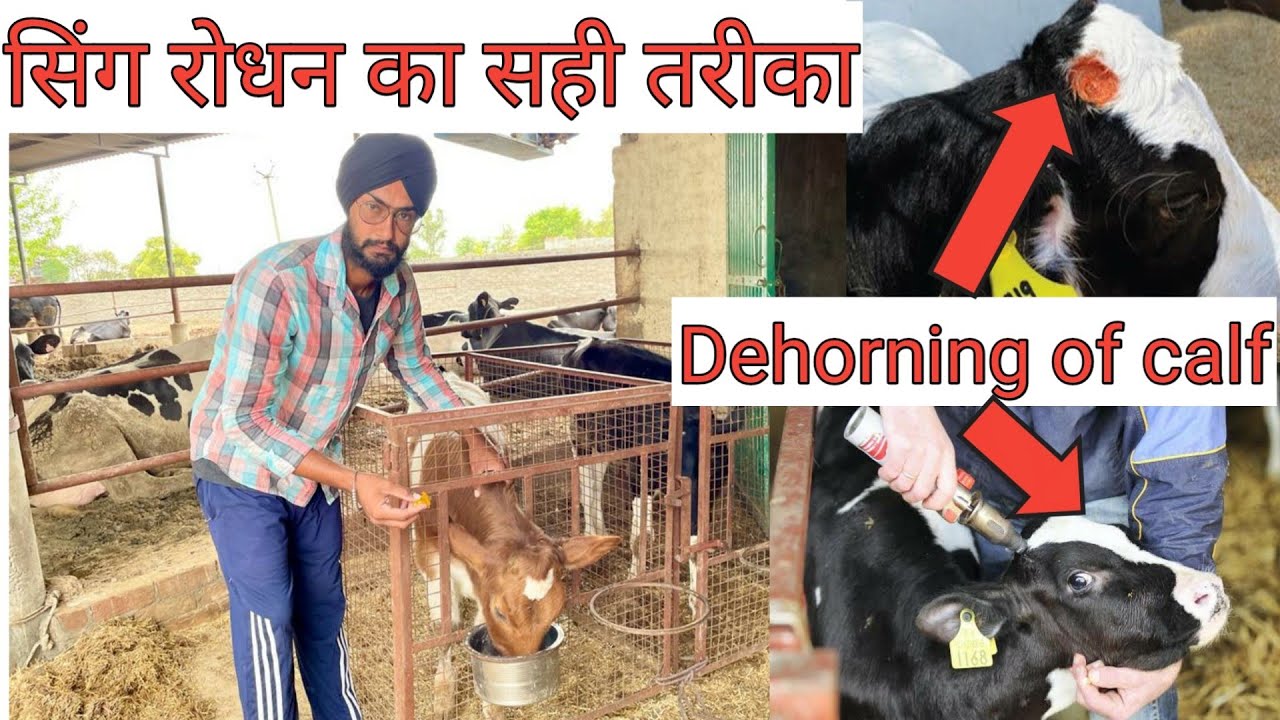 Dehorning of calf । बछड़ियो के सिंग रोधन कैसे करें । Veer dairy farm punjab ।