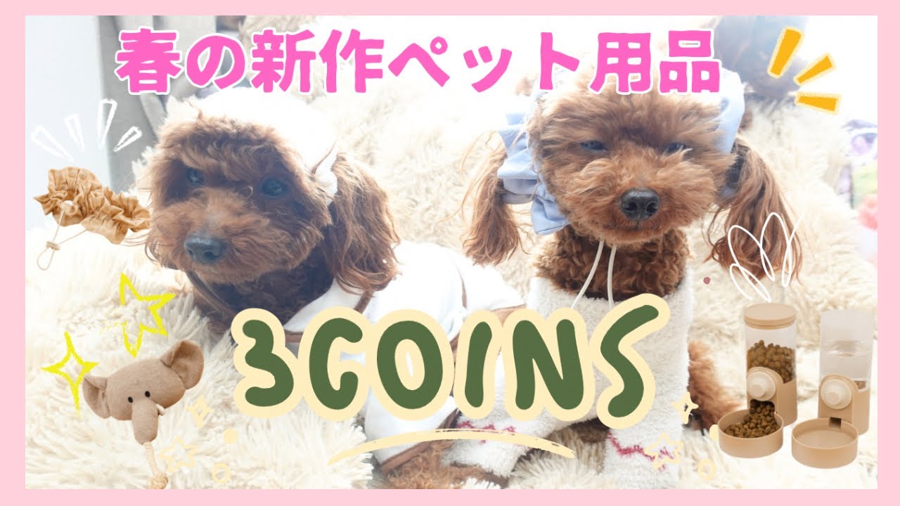 【3COINS】春の新作ペットグッズ購入品レビュー/フードケースが最高！玩具が・・・