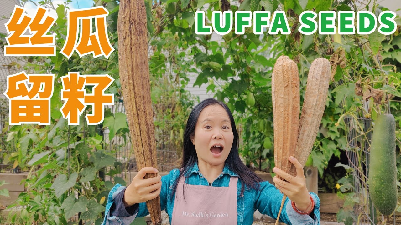 丝瓜收籽全教程，明年种子不用买！手把手教你收籽，实现种植自由！Collect  luffa seeds