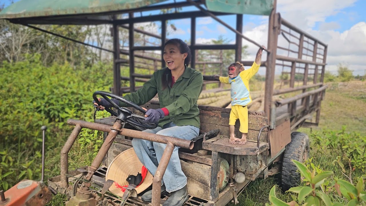 Monkey Su So Excited to Join Mom at Work for the First Time