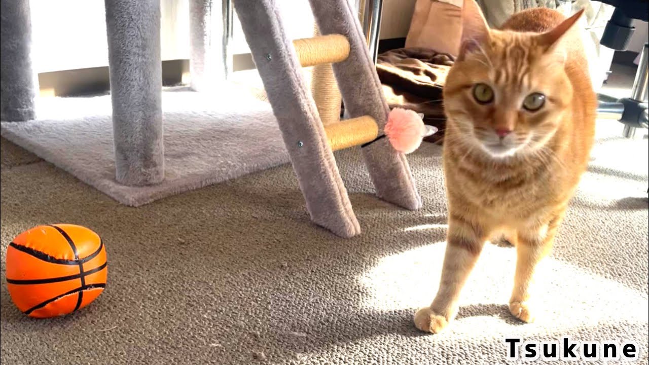 【猫】甘えん坊つくね　４歳になる！