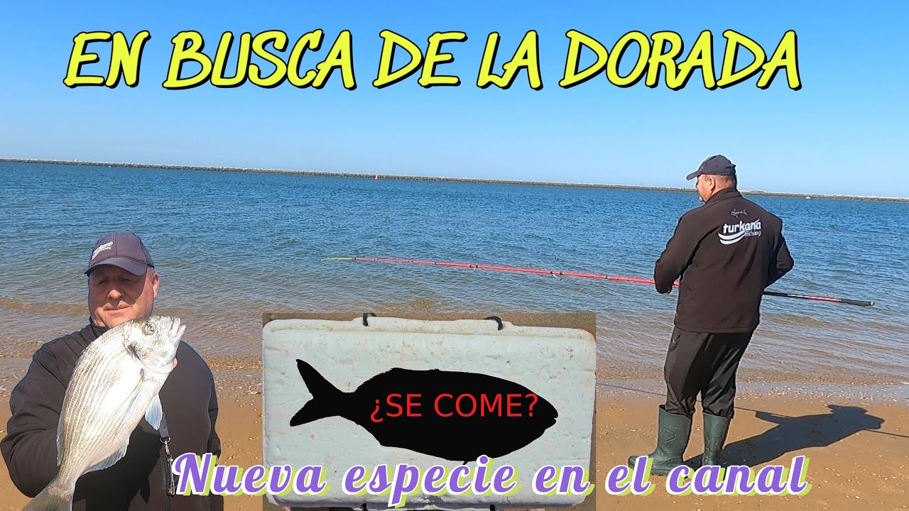 PESCA SURFCASTING NUEVA ESPECIE AL CANAL