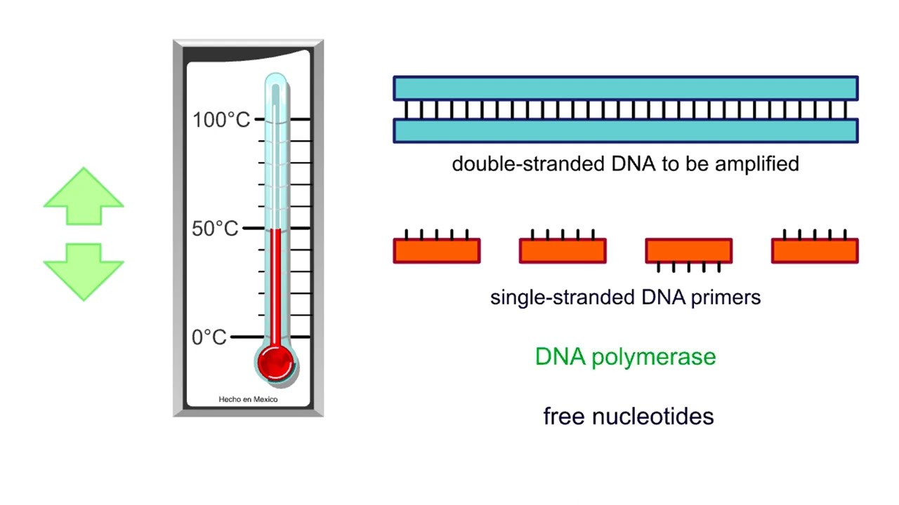 Polymerase chain reaction PCR - Animation