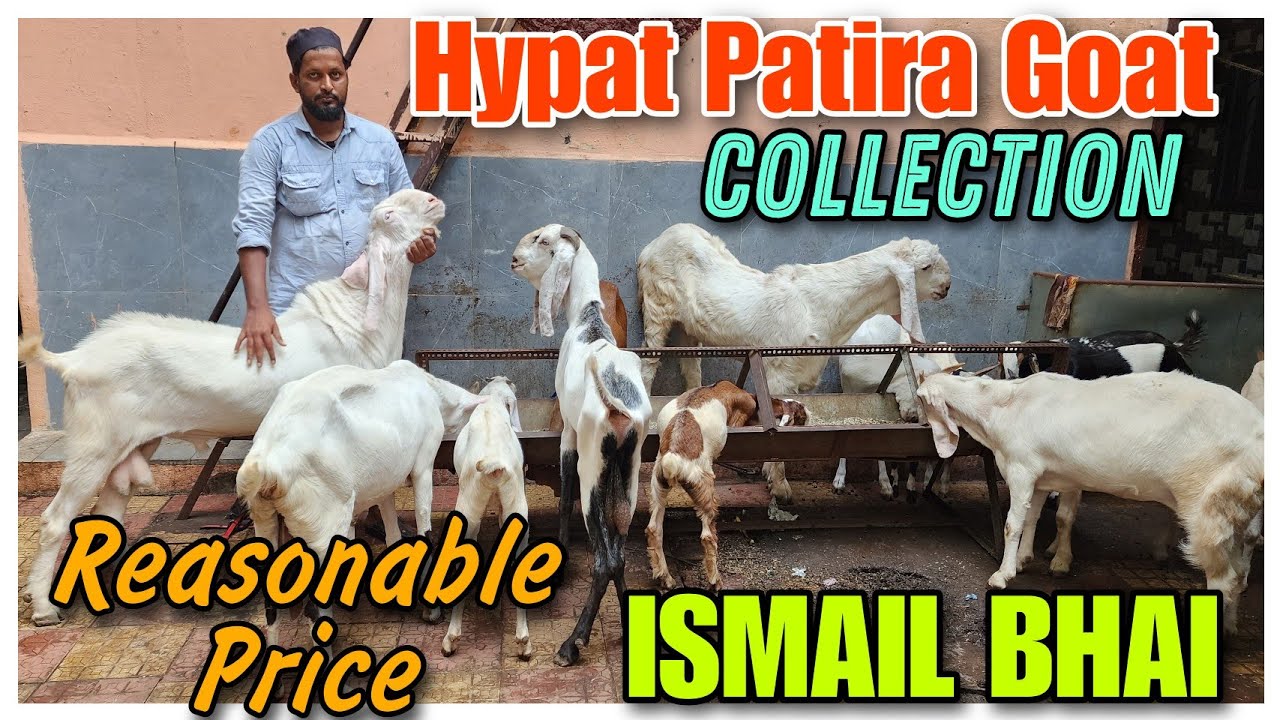 Reasonable Price Hypat Patira Goat ISMAIL BHAI | Saste Bakra Bakri In Govandi |@Rizwankranti
