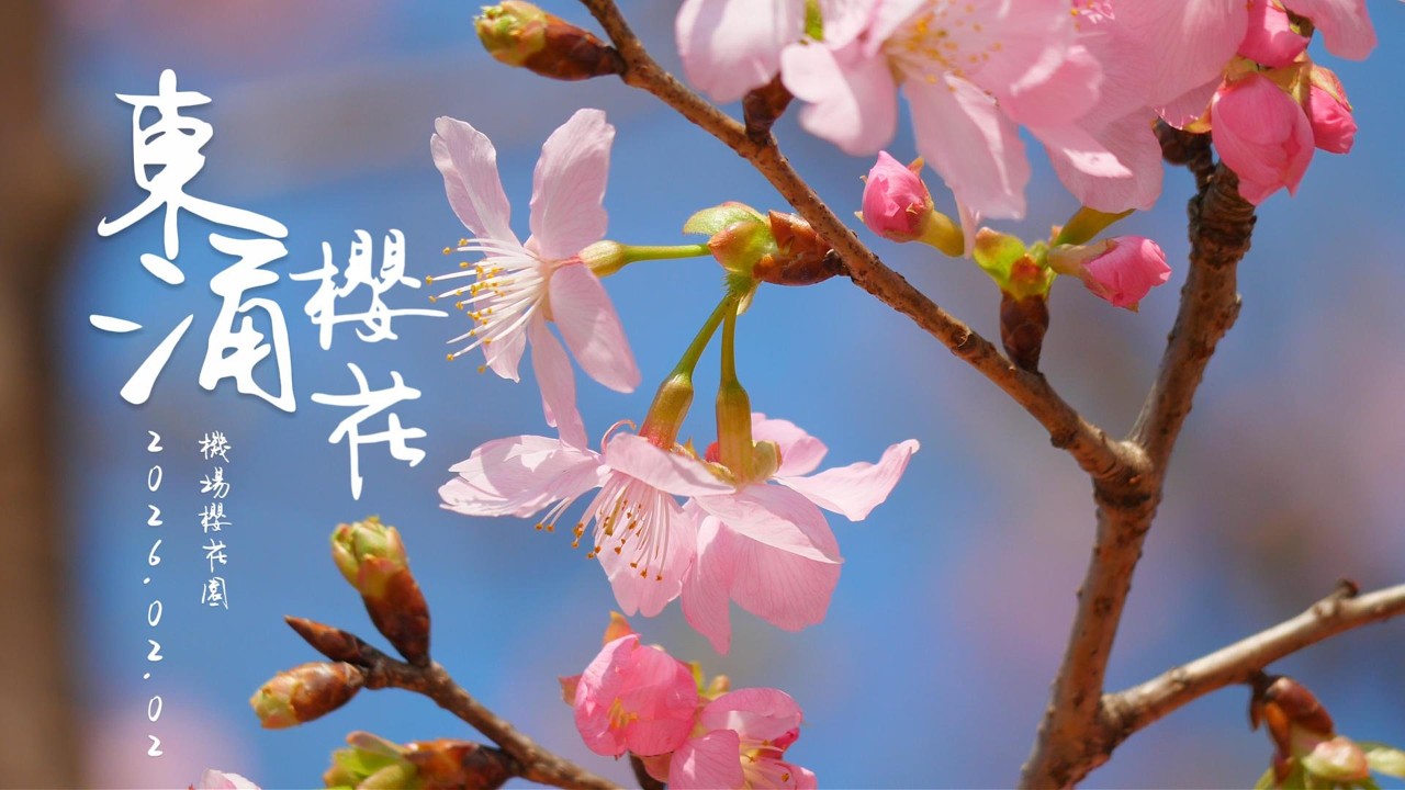 東涌櫻花 #機場櫻花園 好運來 #HKIA Cherry Blossom Garden 4K