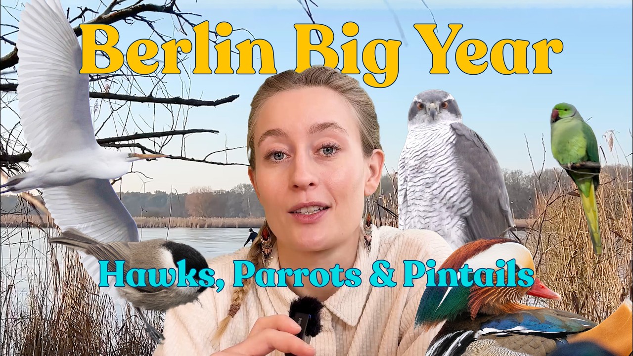 Berlin Big Year - February Update! | Hawks, Parrots & Pintails