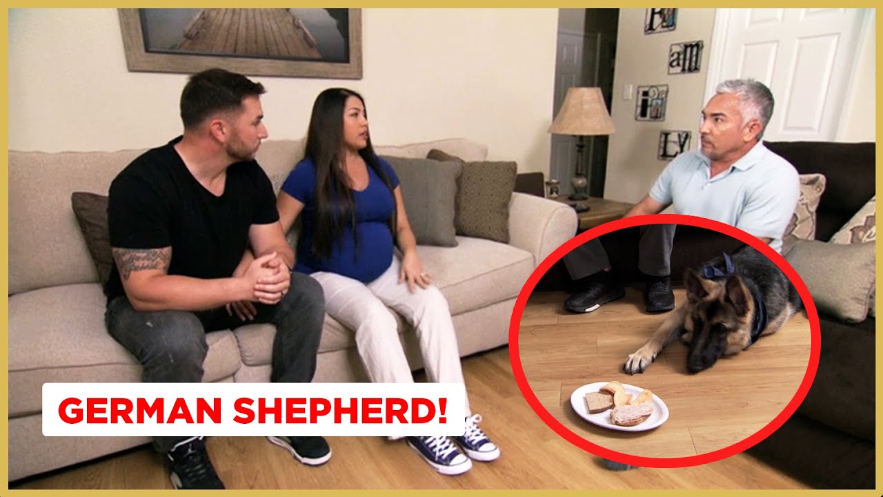 How To Develop Food Boundaries with your dog! | Dog Nation