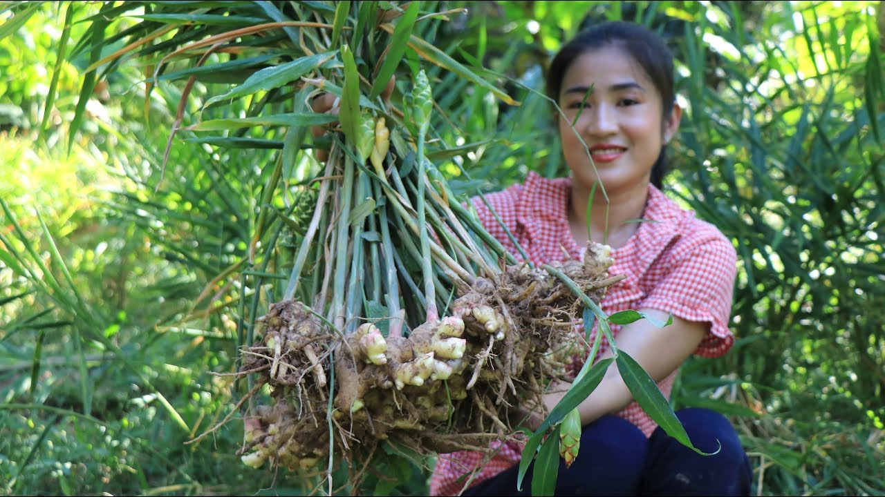 Have you ever seen ginger in Cambodia? - Stir Fry Ginger with Chicken - By countryside life TV.