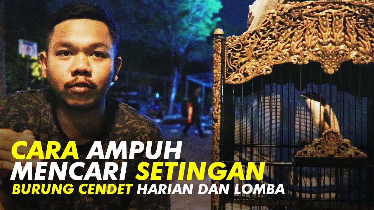 SEKOLAH BURUNG #5: Cara Jitu Mencari Setingan Cendet Harian dan Lomba