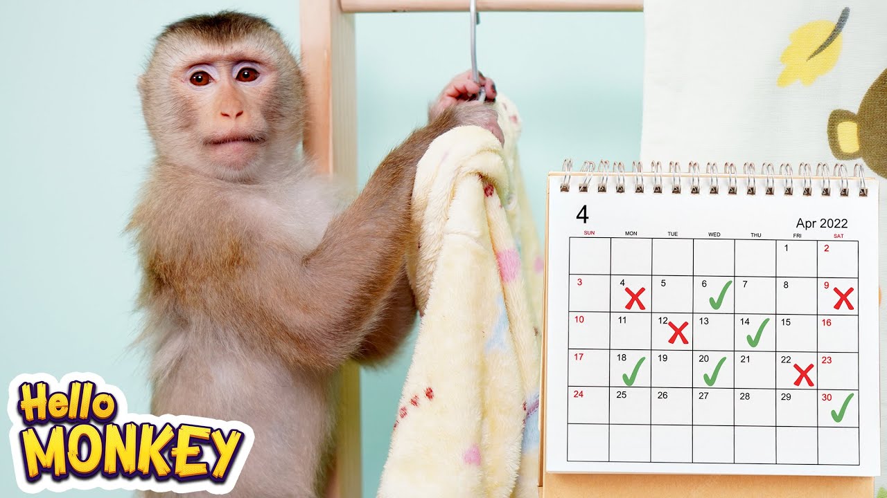 Monkey Bobo With A Busy Day In April 🗓👕