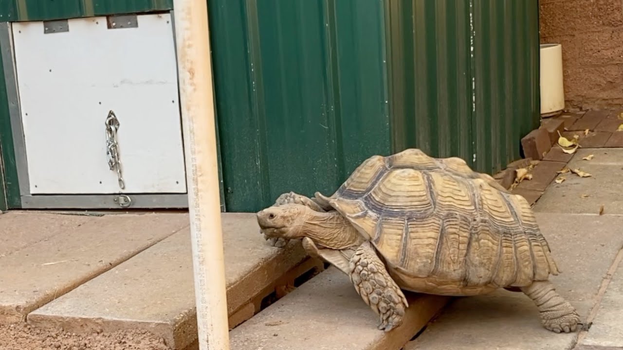 Sulcata Tortoise Cozy Winter Shelter