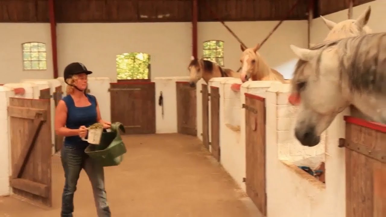 Pferdespaß mit KTV - Pferdehof Grynmölle Vorstellung