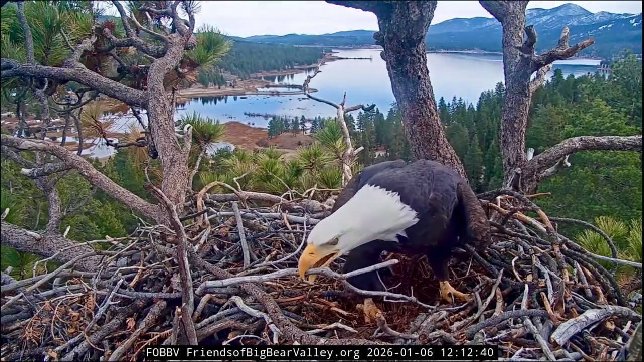 Jackie & Shadow- Big Bear Eagle Nest❤️01/06/26