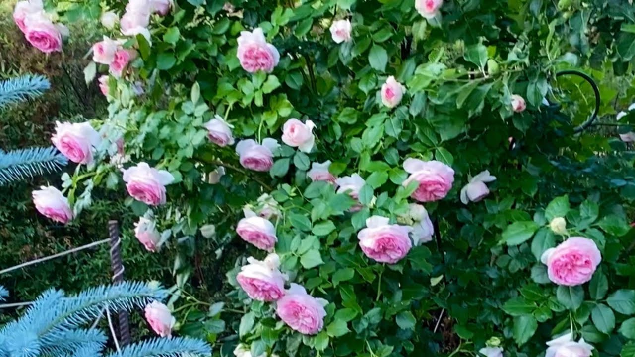 Розы.  Лучшая роза в мире - Пьер де Ронсар. Обработка роз от трипса. 🌹🌹🌹