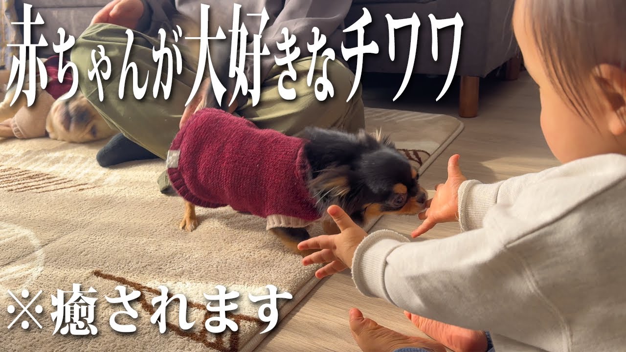 【やっと友達に！？】大好きな赤ちゃんにアタックし続けた結果マブダチになることができた愛犬達w