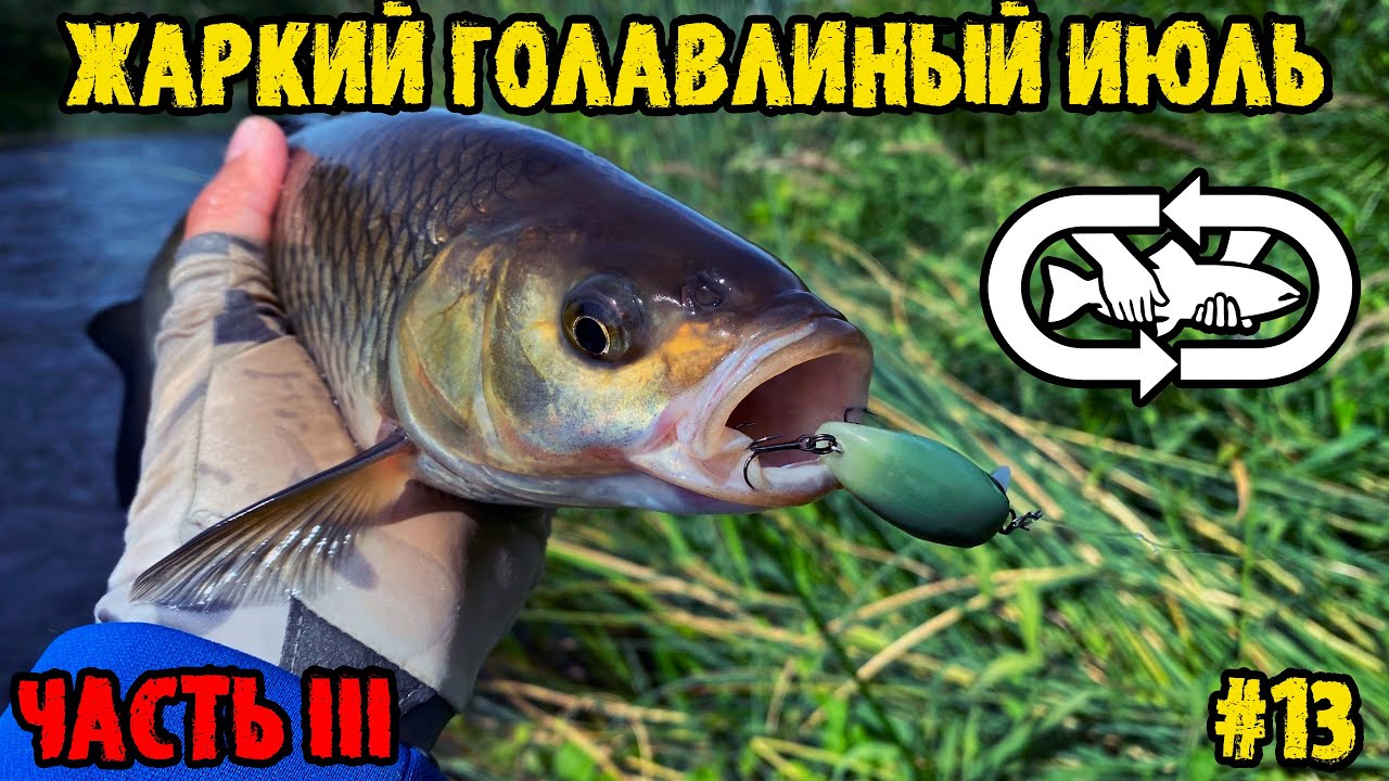 Жаркий голавлиный июль, часть 3, день Zipbaits B-Switcher SSR