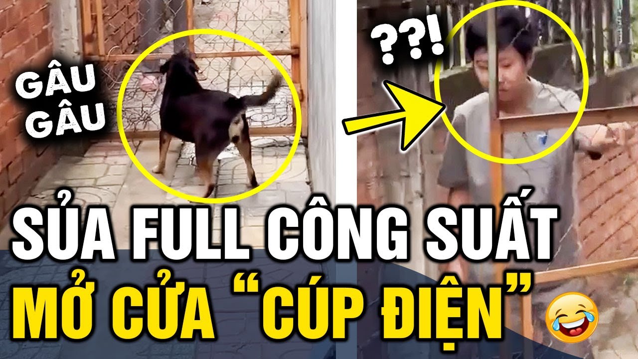 Thấy khách tới nhà, cờ hó 'SỦA BANH NÓC' tưởng HỔ BÁO ai ngờ cái kết 'QUAY XE' 360 độ | Tin 3 Phút