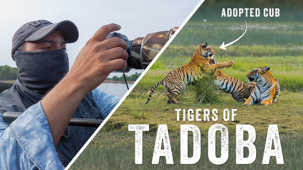 Filming Wild Tigers in Tadoba National Park | TIGERS OF TADOBA Ep 1 - The Story Of MAMA & BHANJA