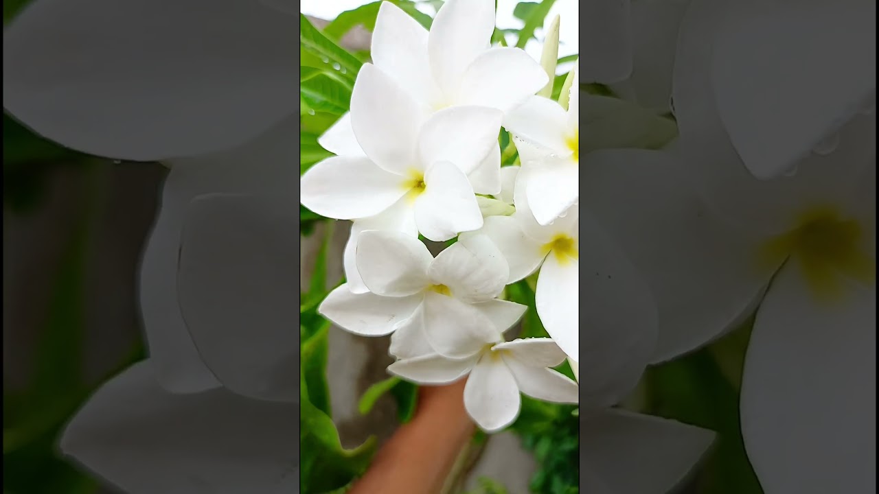 Plumeria pudica (Apocynaceae family) #nature #flower #flora #trending