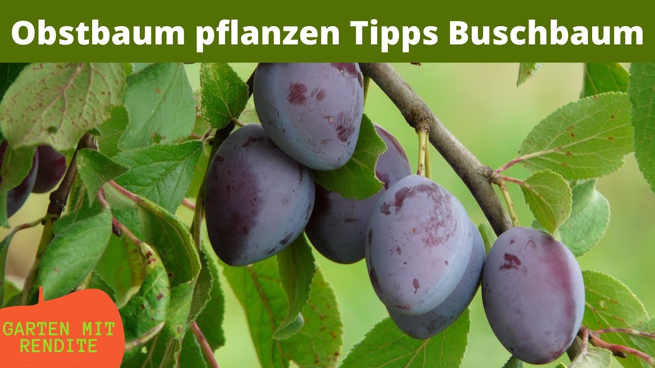 Obstb&auml;ume pflanzen | Tipps | Garten gestalten