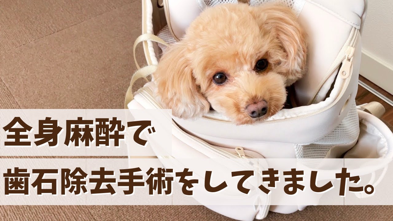 歯石取りの全身麻酔で予期せぬ症状が出てしまいました・・。【トイプードルのアルちゃん】