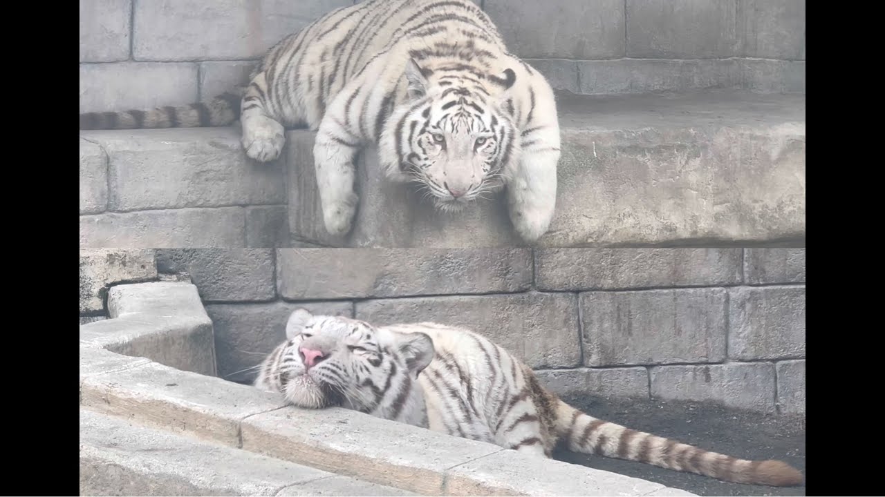 のんびりなコタくんとハクくん😊　2月12日 東武動物公園　ホワイトタイガー