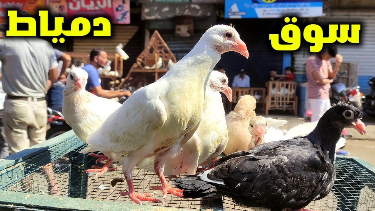 سوق الحمام فى دمياط انهارده بالاسعار حمام جامد سعر ممتاز