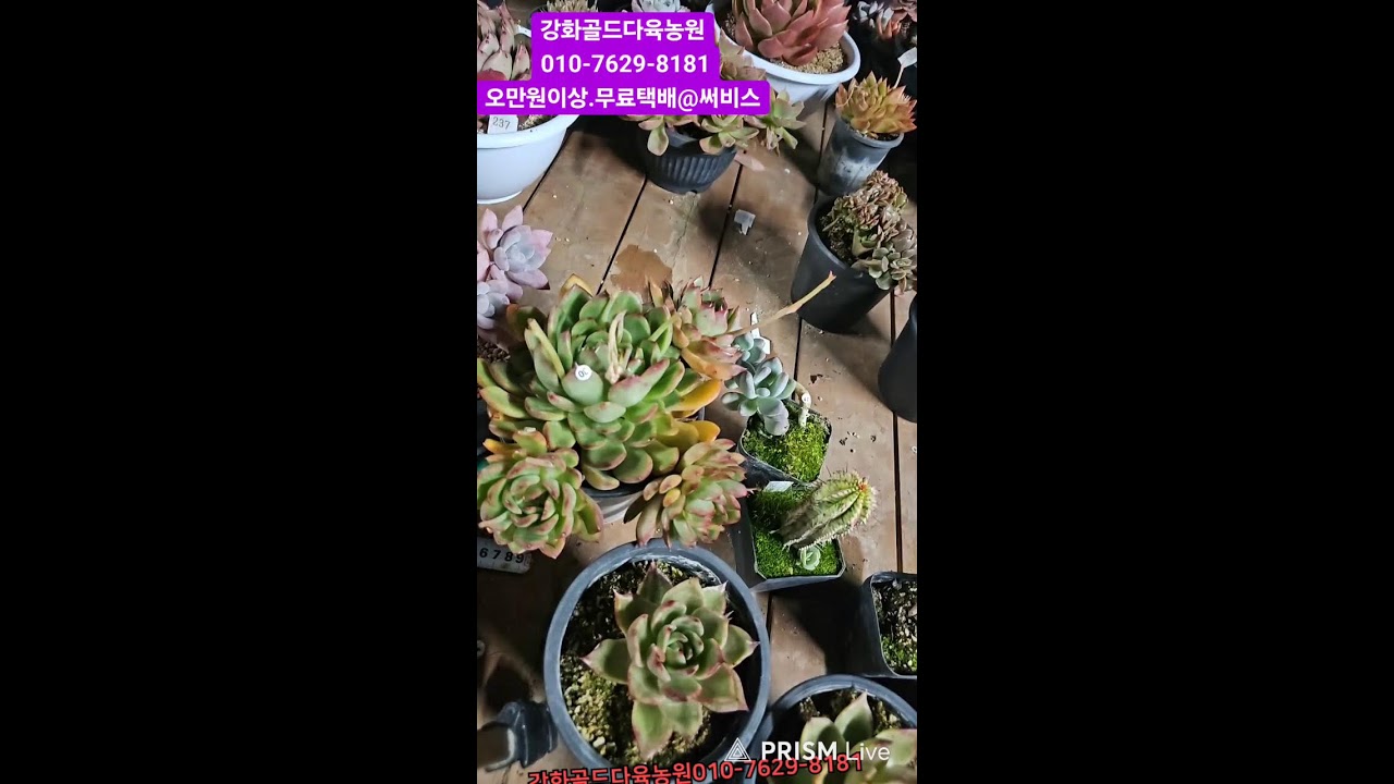 강화골드다육농원 라이브 방송