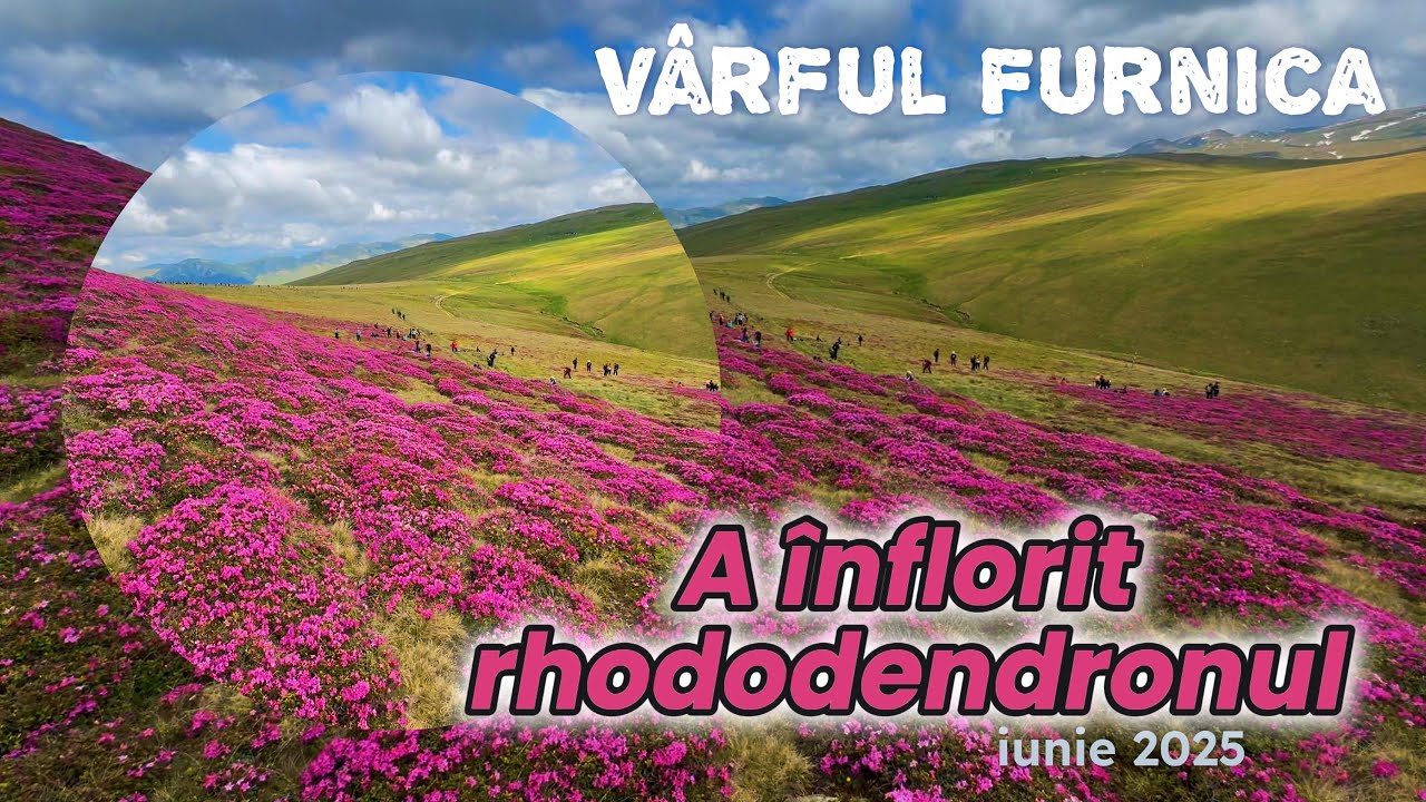 EXPLOZIE de rhododendron înflorit pe Vârful Furnica, Munți Bucegi, România, iunie 2025 #mountains